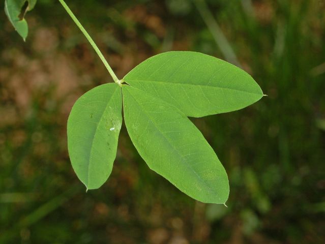 Laburnum alpinum/Maggiociondolo di montagna